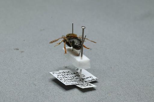 Microdon (Microdon) myrmicae Schonrogge et al., 2002 - 013933393_additional_2