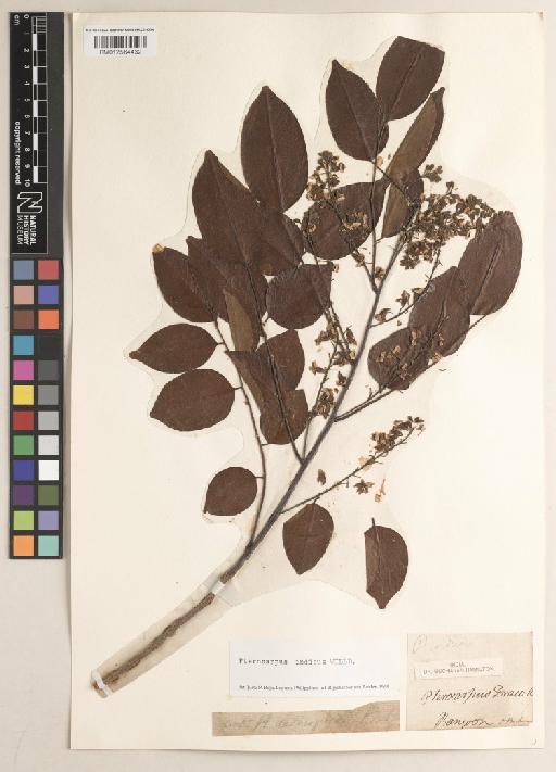 Pterocarpus indicus f. indicus - BM012564432