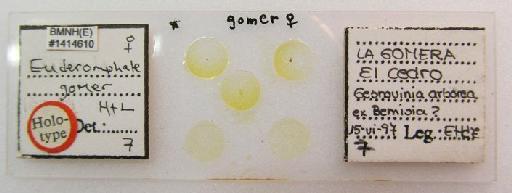 Euderomphale gomer LaSalle & Hernández, 2003 - Euderomphale gomer LaSalle & Hernandez, 2003 #1414610 HT slide labels