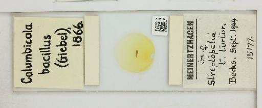 Columbicola columbae bacillus Giebel, 1866 - 010647068_816420_1432001