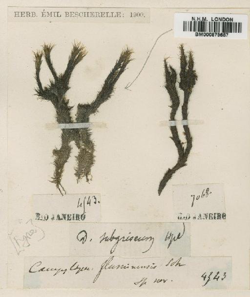Campylopus griseus (Hornsch.) Jaeg - BM000879657
