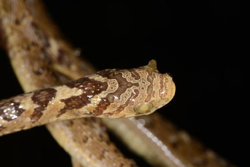 Dasypeltis scabra Linnaeus, 1758 - DSC_4982 Dasypeltis scabra 1887.12.1.19.JPG