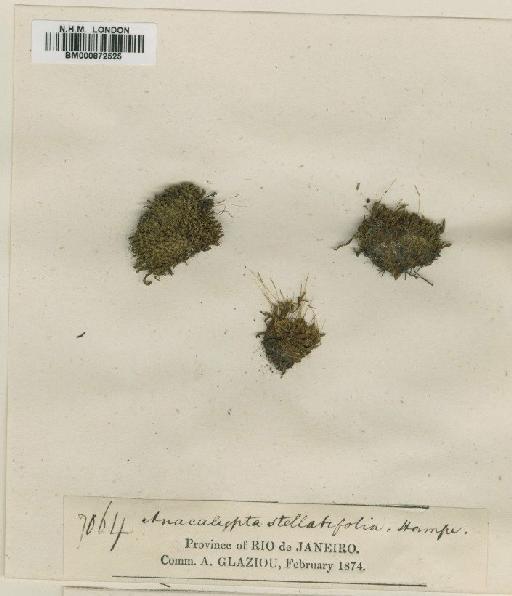 Leptodontium stellatifolium Hampe - BM000872525