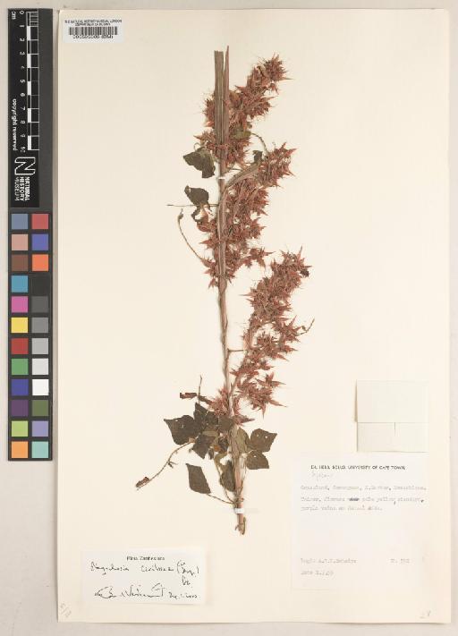 Rhynchosia caribaea (Jacq.) DC. - BM000595386