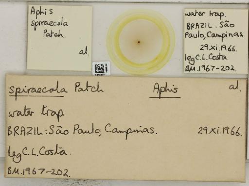 Aphis (Medoralis) spiraecola Patch, 1914 - 014226711_112528_1093088_157792_NoStatus