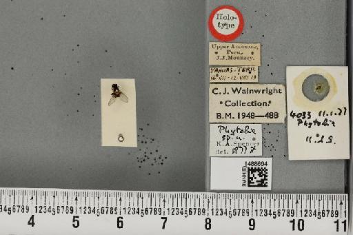 Phytobia Lioy, 1864 - BMNHE_1488694_52533