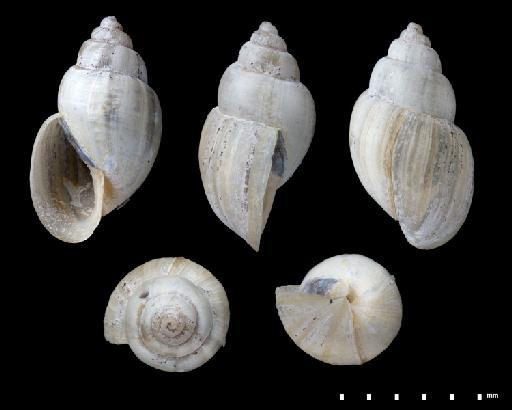 Bulinus cernicus (Morelet, 1867) - 20041686, Bulinus cernicus (Morelet, 1867)