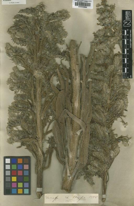Echium auberianum Webb & Berthel. - BM000829369
