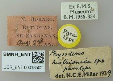 Physoderes histrionica Miller, N.C.E., 1940 - Physoderes histrionica-BMNH(E)1706286-Paratype female labels UCR_ENT 00018502