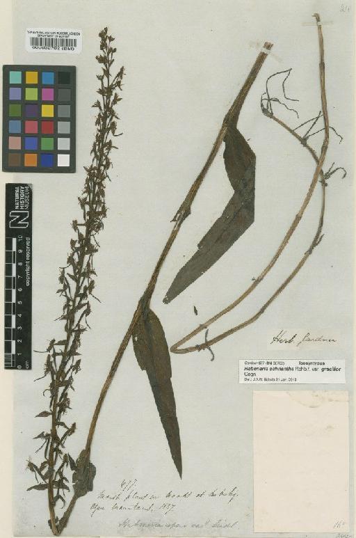 Habenaria achnantha var. gracilior Cogn. - BM000032702