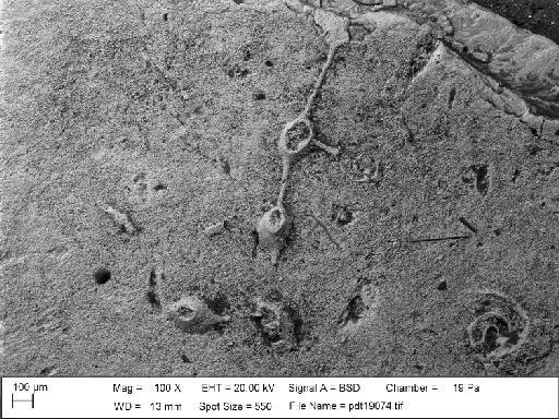 Corymboporella religata Lang, 1916 - PI D 28485 - Corymboporella religata