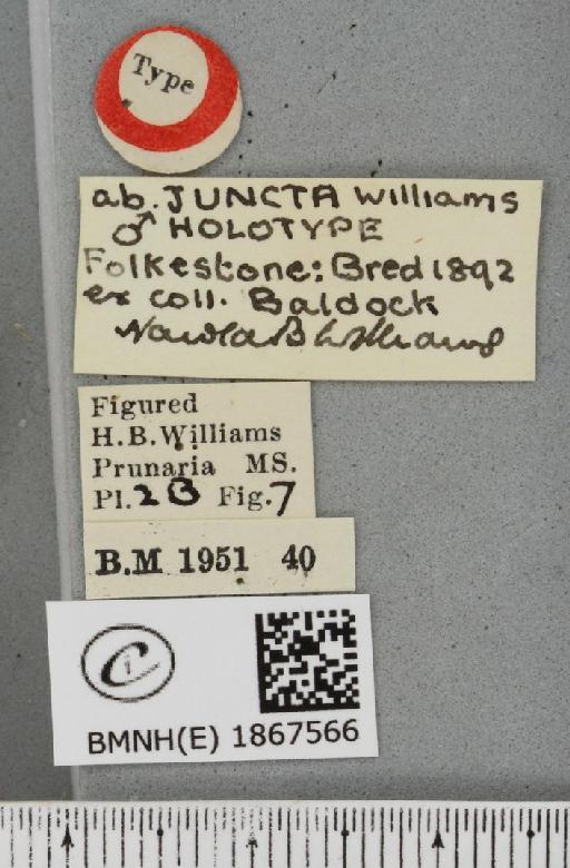 Angerona prunaria ab. juncta Williams, 1947 - BMNHE_1867566_label_439746