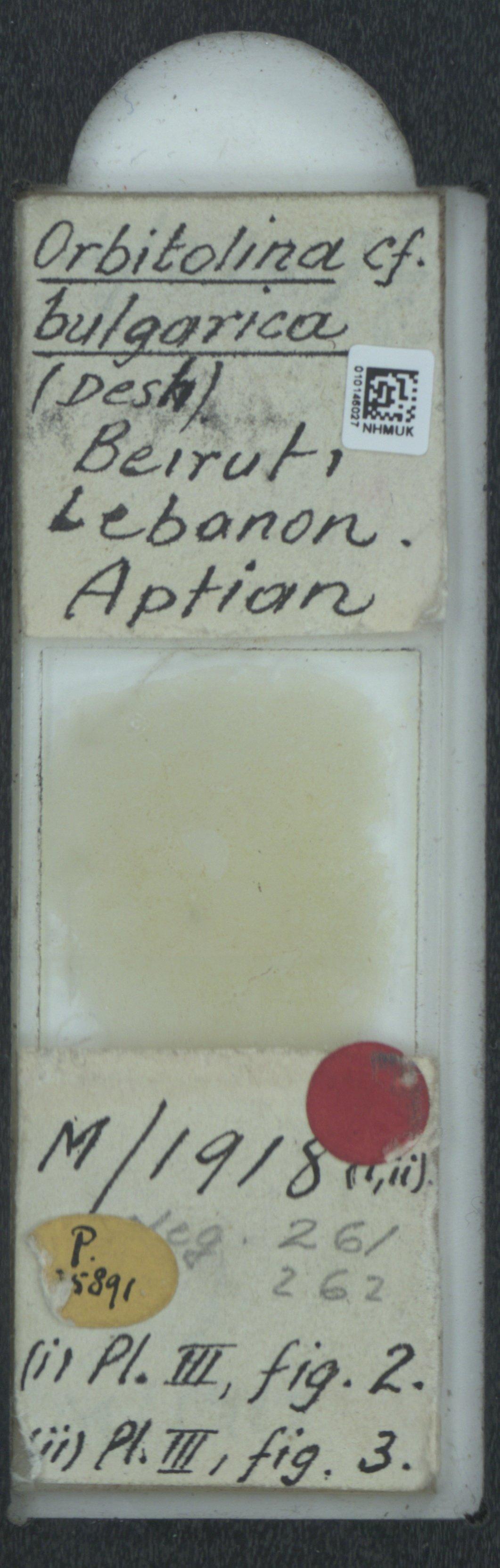 To NHMUK collection (Orbitolina bulgarica (Deb.); NHMUK:ecatalogue:2323595)