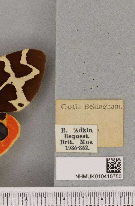 Arctia caja (Linnaeus, 1758) - NHMUK_010415750_label_533299