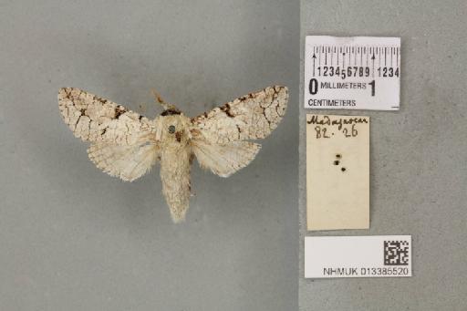 Cossidae Leach, 1815 - 013385520_D_Cossus_senex_Butler_1882