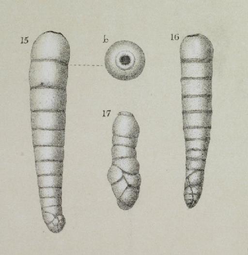 Sagrina columellaris Brady, 1881 - ZF2347_75_15-16_Siphogenerina_columellaris.jpg