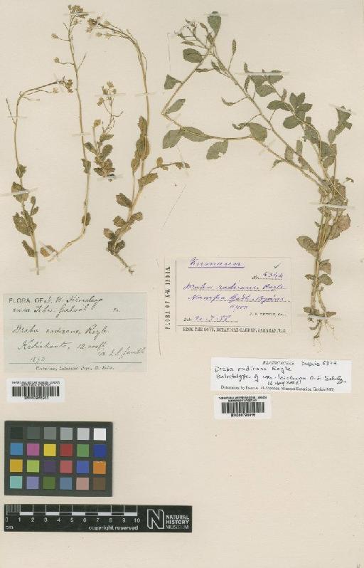 Draba radicans var. leiocarpa Schulz - BM000946203