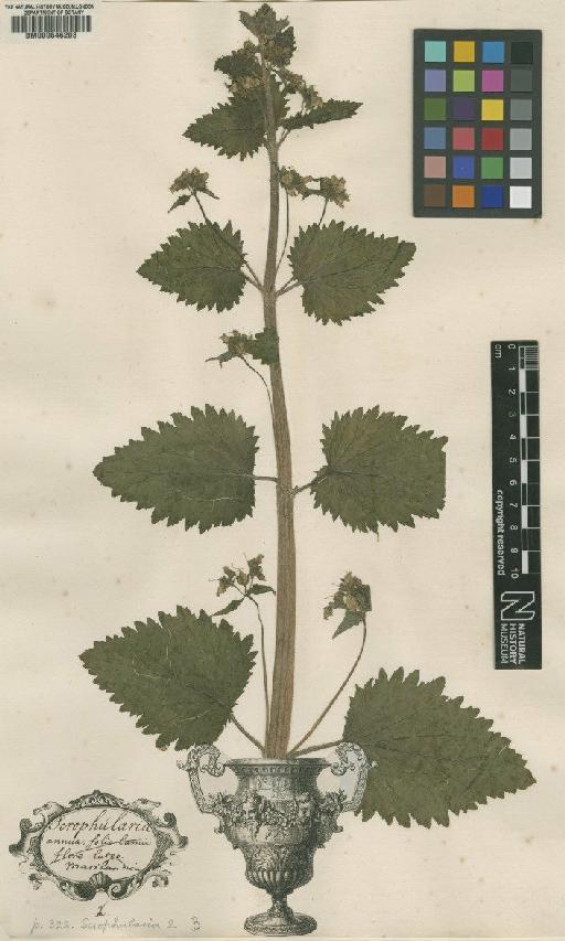 Scrophularia vernalis L. - BM000646208