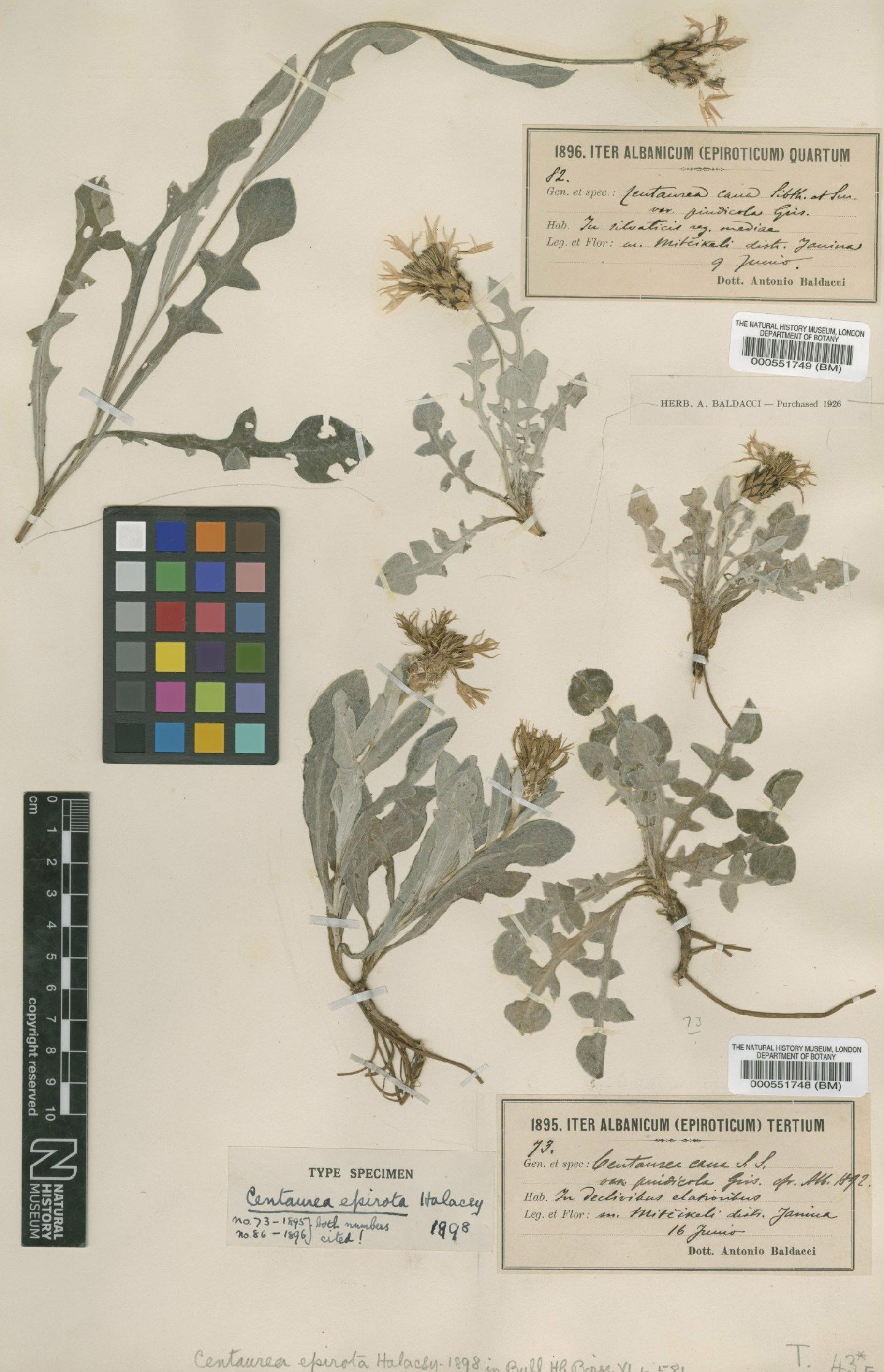 To NHMUK collection (Centaurea triumfetti subsp. cana (Sibth. & Sm.) Halácsy; Type; NHMUK:ecatalogue:4681124)