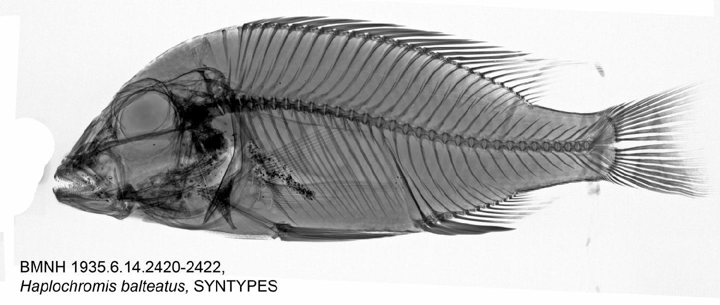 To NHMUK collection (Haplochromis balteatus Trewavas, 1935; LECTOTYPE; NHMUK:ecatalogue:2514164)
