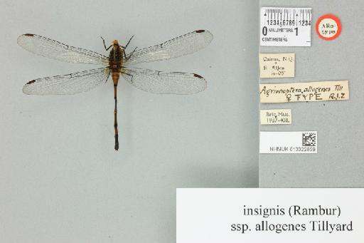 Agrionoptera insignis allogenes Tillyard, 1908 - 013322859_dorsal