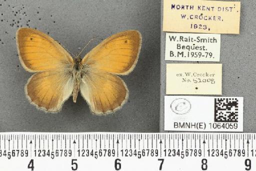 Coenonympha pamphilus ab. latiora Leeds, 1950 - BMNHE_1064059_25235
