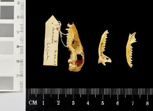 Didelphys dorsigera Linnaeus, 1758 - 1867.4.12.546_Skull_Lateral