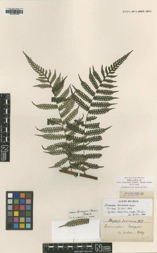 Cyathea lasiosora (Kuhn) Domin - BM000937696