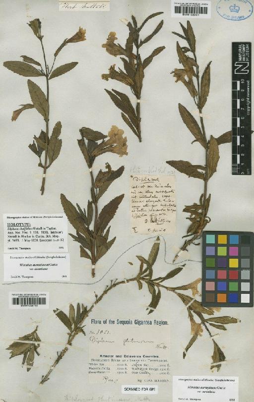 Mimulus aurantiacus var. aurantiacus Curtis - BM001025102