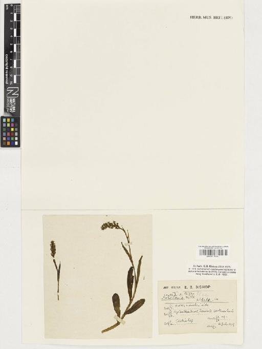 Pseudorchis albida (L.) Á.Löve & D.Löve - BM001110357