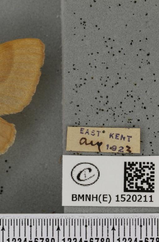 Lasiocampa trifolii flava Chalmers-Hunt, 1962 - BMNHE_1520211_label_192179