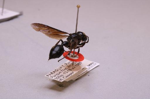 Zethus ibicui Cooper, M., 2014 - 013628356_additional_1
