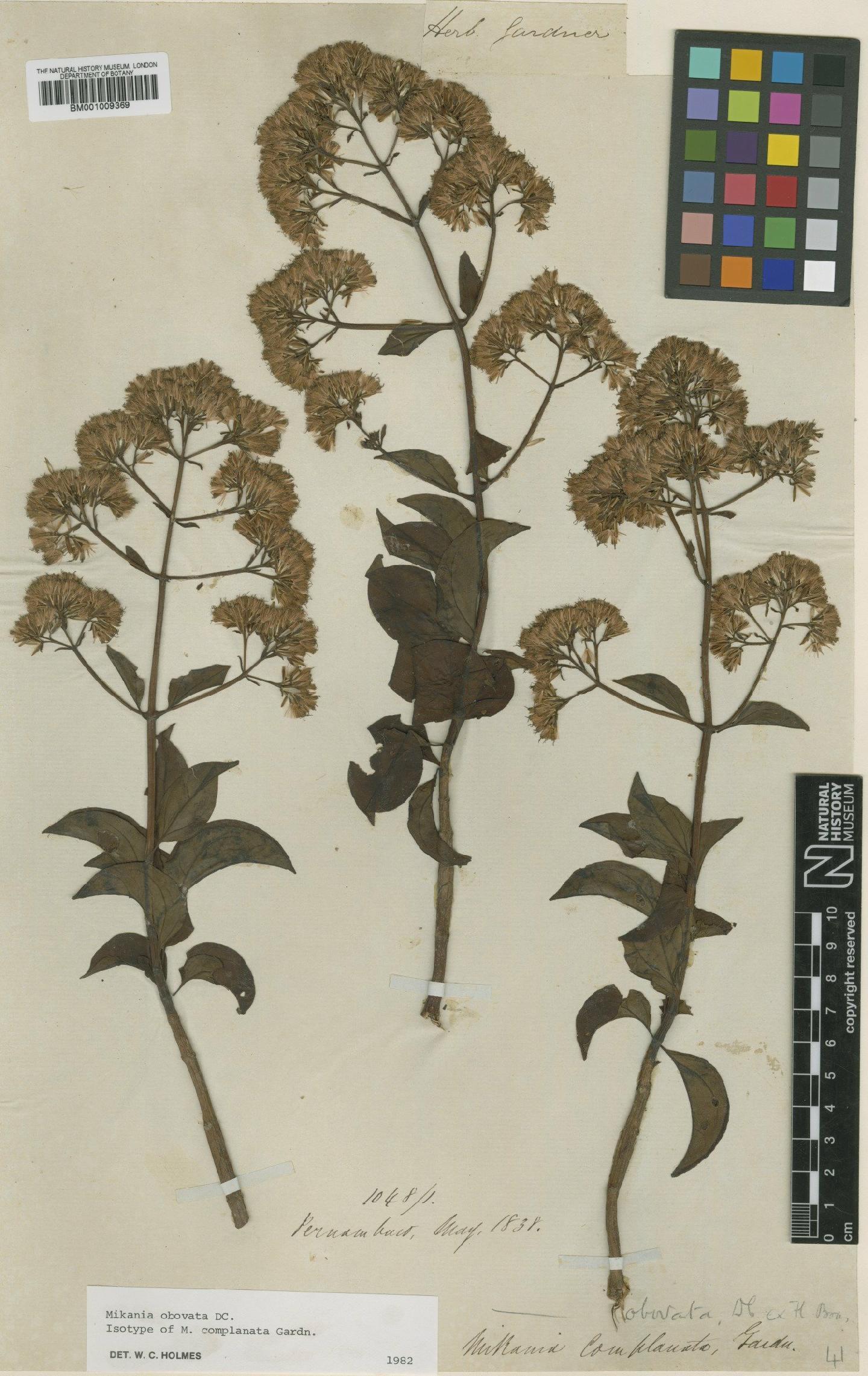 To NHMUK collection (Mikania obovata DC.; Isotype; NHMUK:ecatalogue:608321)