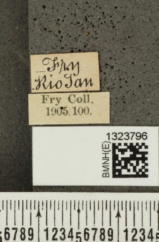 Acalymma bivittulum (Kirsch, 1883) - BMNHE_1323796_label_20533