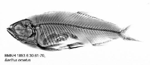 Barilius ornatus Sauvage, 1883 - BMNH 1893.6.30.61-70, Barilius ornatus, Radiograph