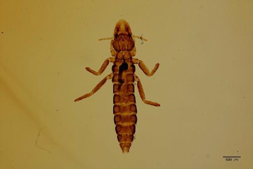 Falcolipeurus sulcifrons Denny, 1842 - 010711769_specimen