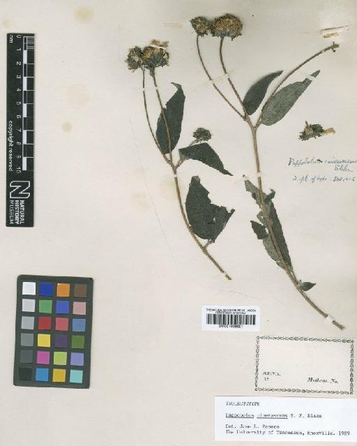 Pappobolus cinerascens S.F.Blake - BM001009601