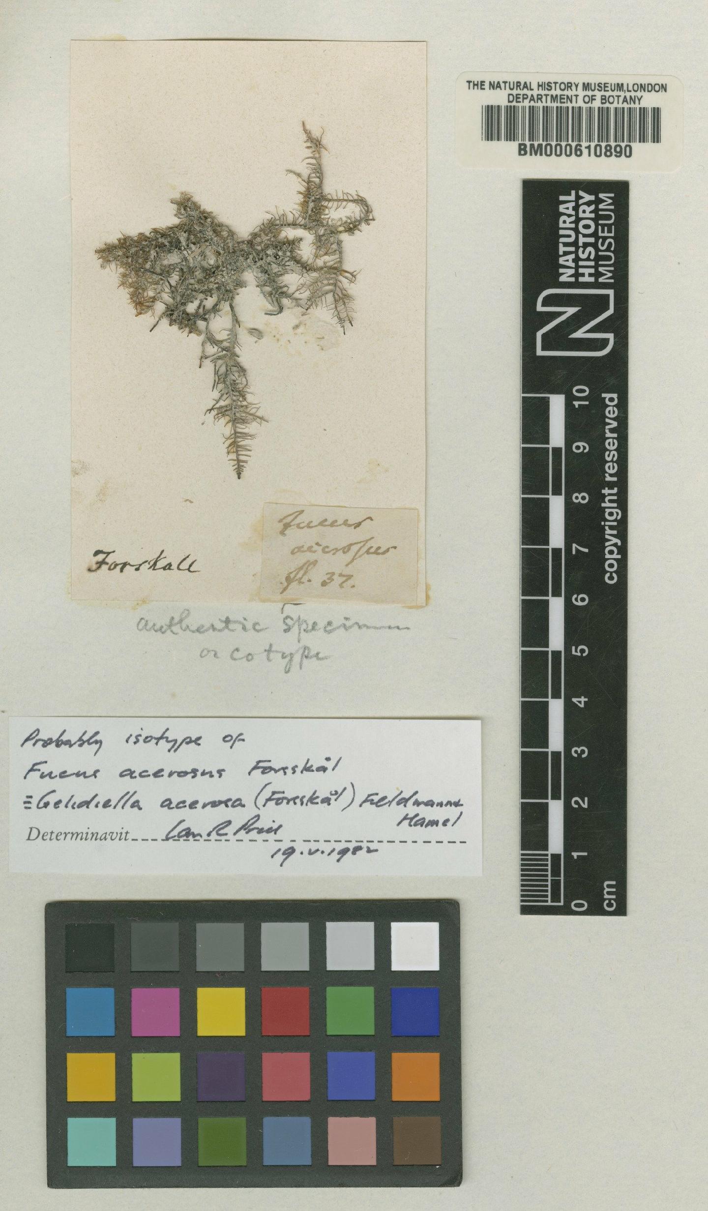 To NHMUK collection (Gelidiella acerosa (Forssk.) Feldmann & Hamel; Isotype; NHMUK:ecatalogue:689072)