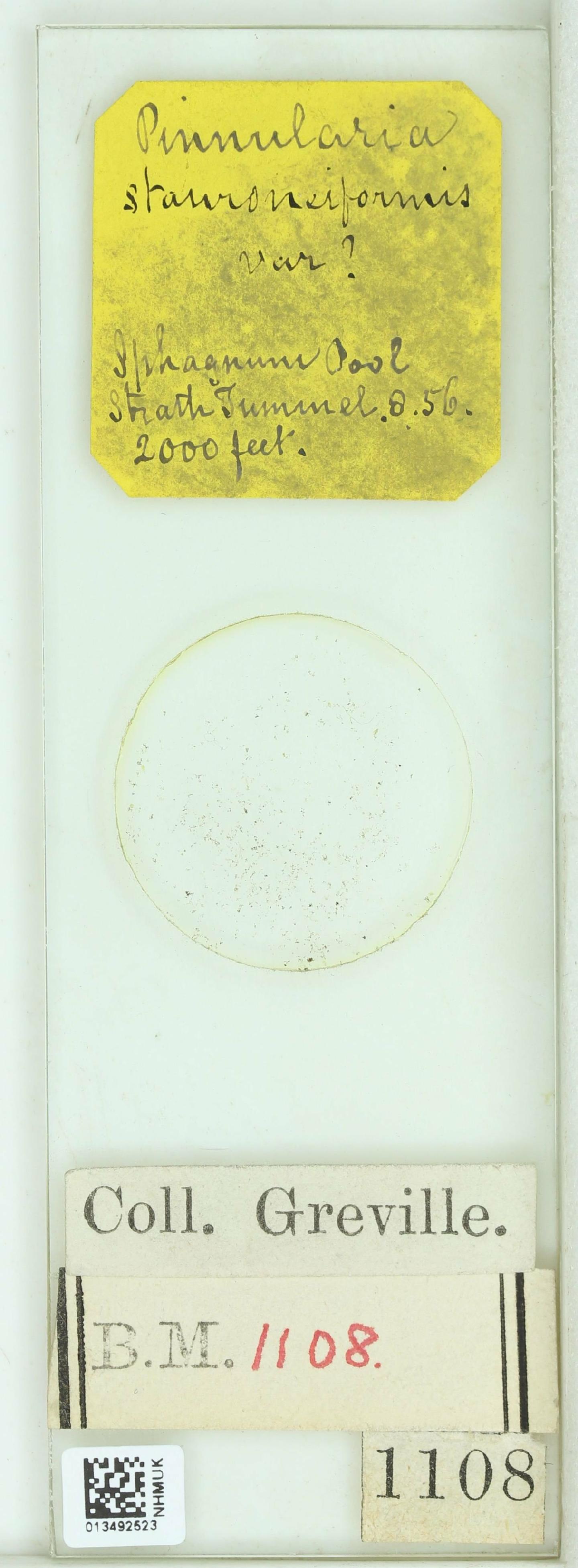 To NHMUK collection (Pinnularia stauroneiformis W.Sm.; NHMUK:ecatalogue:4732021)