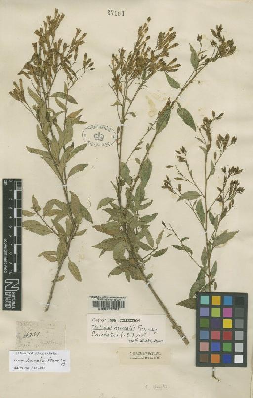 Cestrum dunalii Francey - BM000617877