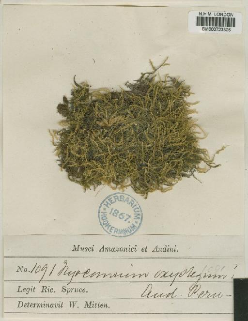 Microthamnium oxystegum Spruce ex Mitt. - BM000723306