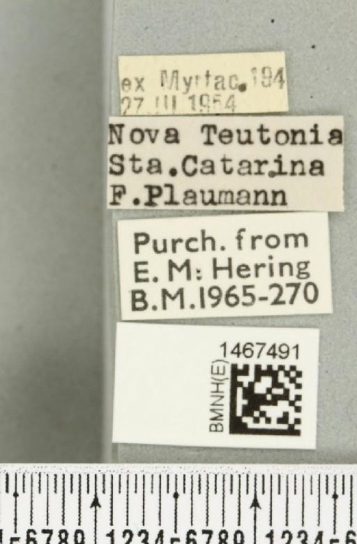 Anastrepha barbiellinii Lima, 1938 - BMNHE_1467491_label_40342