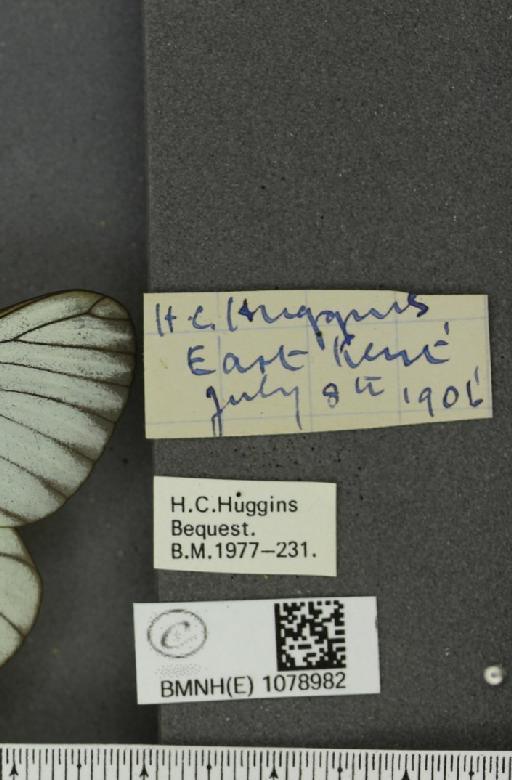 Aporia crataegi (Linnaeus, 1758) - BMNHE_1078982_label_70034