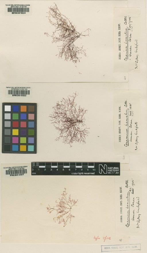 Ceramium hamatum Cotton - BM000619323