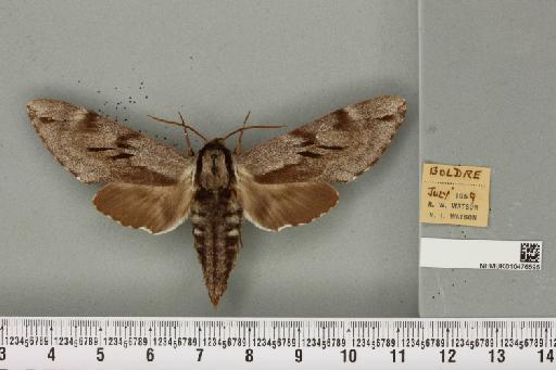 Sphinx pinastri Linnaeus, 1758 - NHMUK_010476595_534157