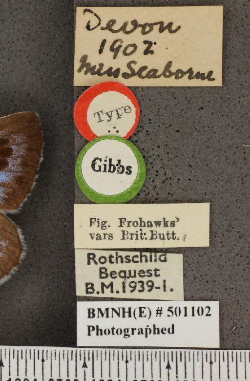 Maculinea arion eutyphron ab. marginata le Chamberlin, 1908 - BMNHE_501102_label_147181