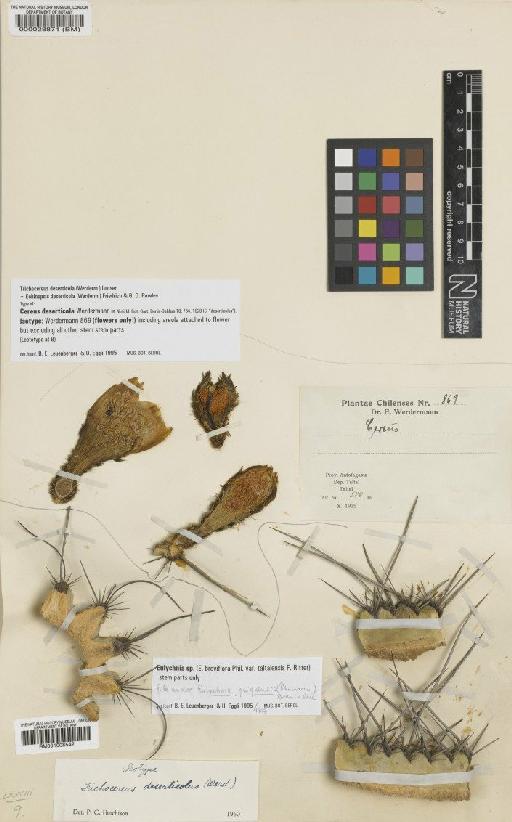 Echinopsis deserticola (Werderm.) Friedrich & G.D.Rowley - BM000028871