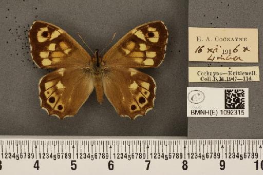 Pararge aegeria tircis ab. omnicaeca Lempke, 1957 - BMNHE_1092315_2982