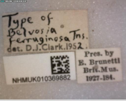 Belvosia ferruginosa Townsend, 1895 - Belvosia ferruginosa HT labels 2