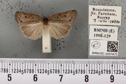 Nycteola revayana ab. ilicana Fabricius, 1781 - BMNHE_1697475_294376